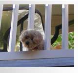 puppy peeking through porch spindles