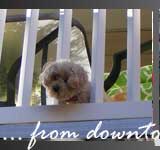 puppy peeking through porch spindles